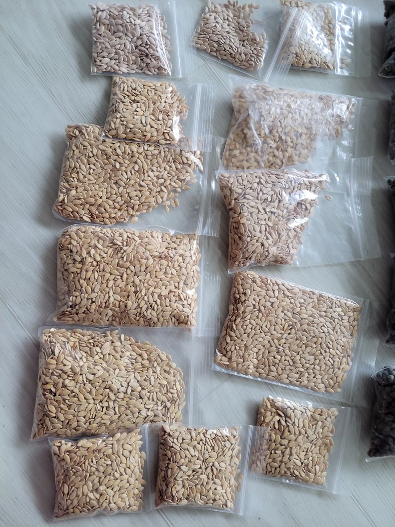 원빈님의 장터 판매 상품 [참외 씨앗] 첨부 사진