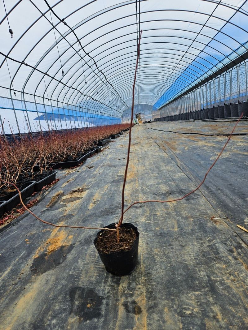 알 수 없음님의 장터 판매 상품 [블루베리 묘목 ] 첨부 사진
