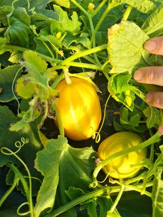 프룻하늬님의 작성글 사진