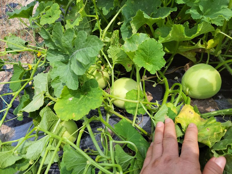 장터 상품 [참외 씨앗] 썸네일