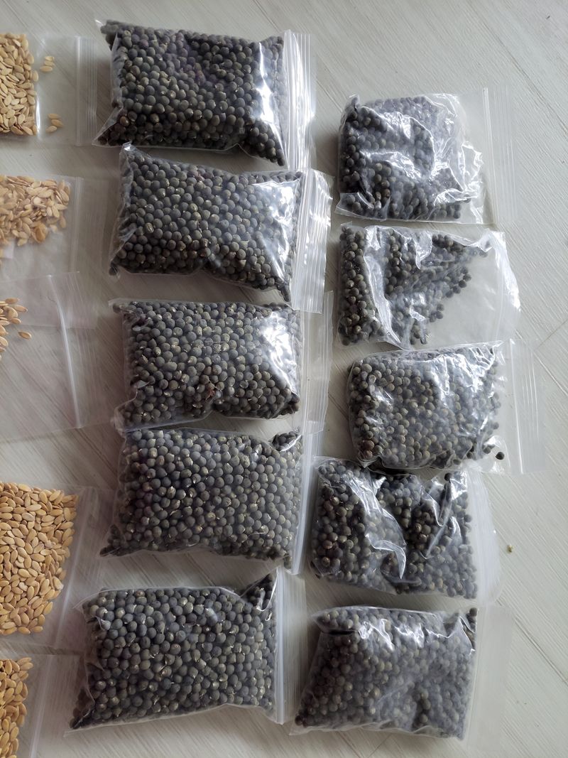 원빈님의 장터 판매 상품 [오크라 씨앗 ] 첨부 사진