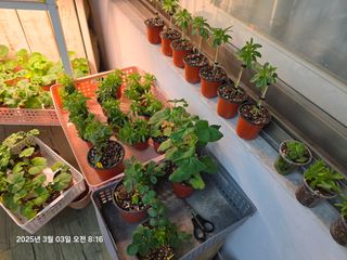 조용오님의 자유주제 · 자유게시판 작성글 사진