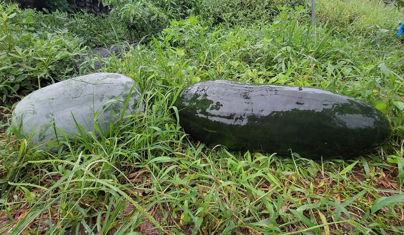 원빈님의 장터 판매 상품 [동과 씨앗 ] 첨부 사진