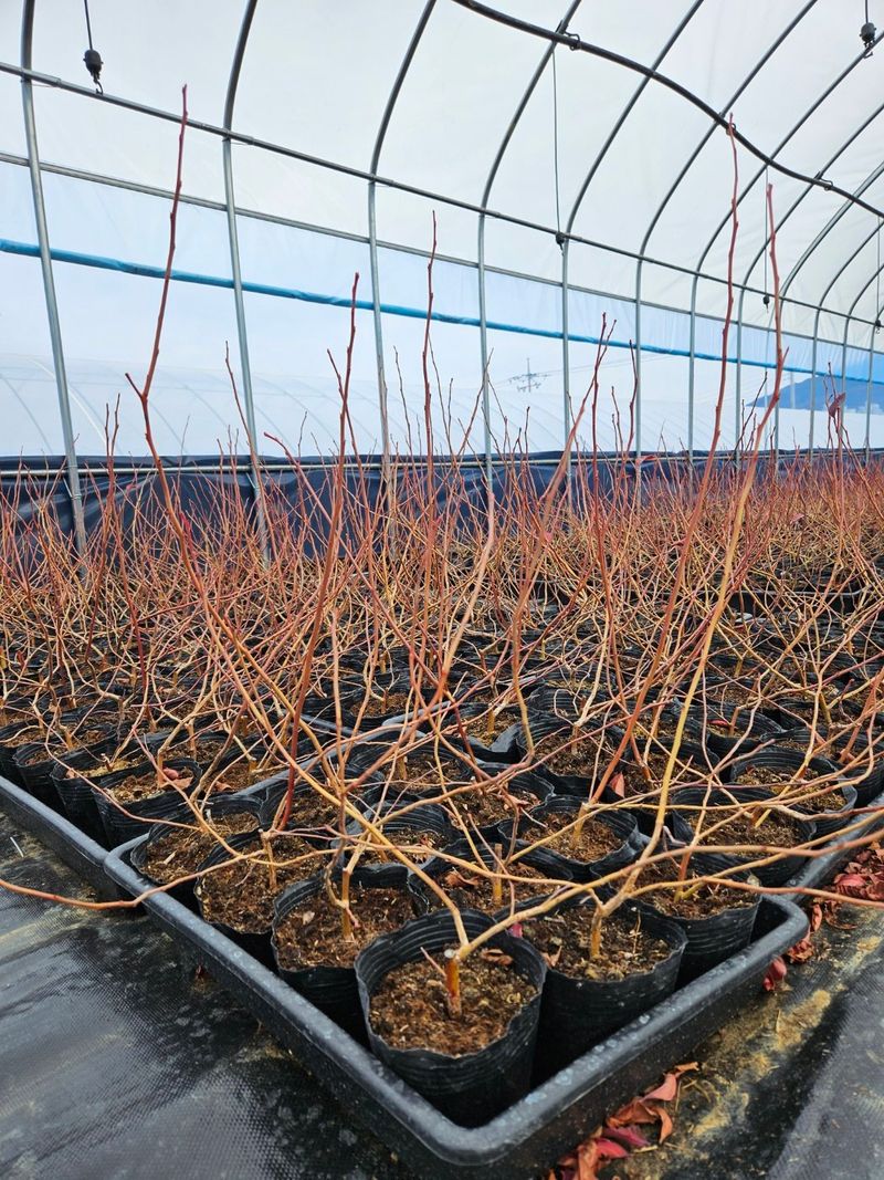 알 수 없음님의 장터 판매 상품 [블루베리 묘목 ] 첨부 사진