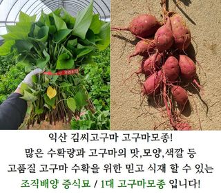 김동수님의 자유주제 · 자유게시판 작성글 사진