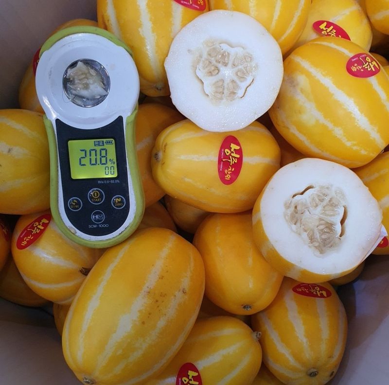 프룻하늬님의 장터 판매 상품 [초특가 성주참외 가정용/선물용] 첨부 사진