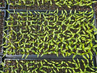 전봉우(채미농원)님의 자유주제 · 자유게시판 작성글 사진