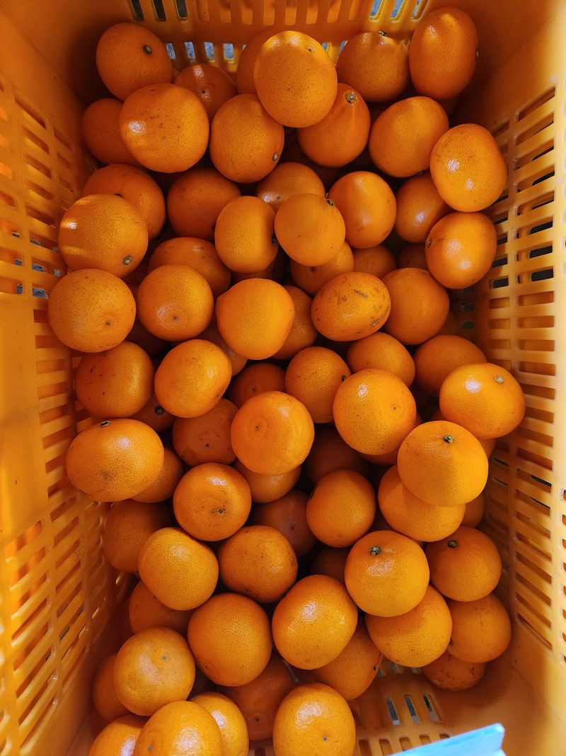 귤껍데기님의 장터 판매 상품 [천혜향] 첨부 사진