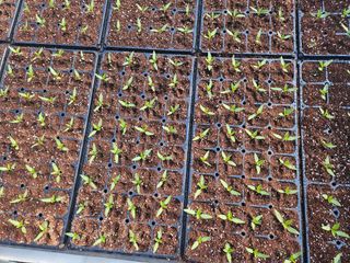 전봉우(채미농원)님의 자유주제 · 자유게시판 작성글 사진