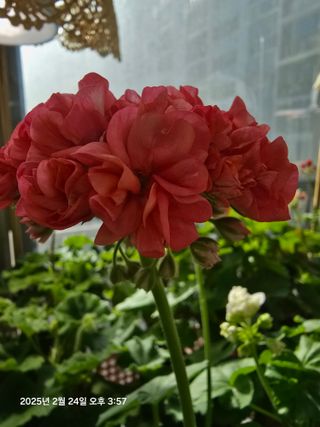 조용오님의 자유주제 · 자유게시판 작성글 사진