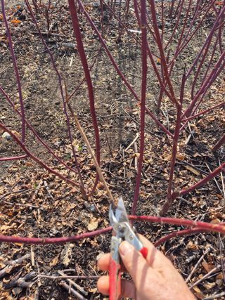 들깨15628님의 농사, 무엇이든 물어보세요! · 참여글 작성글 사진