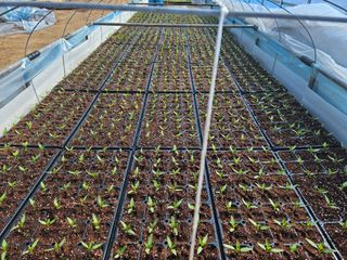 전봉우(채미농원)님의 자유주제 · 자유게시판 작성글 사진