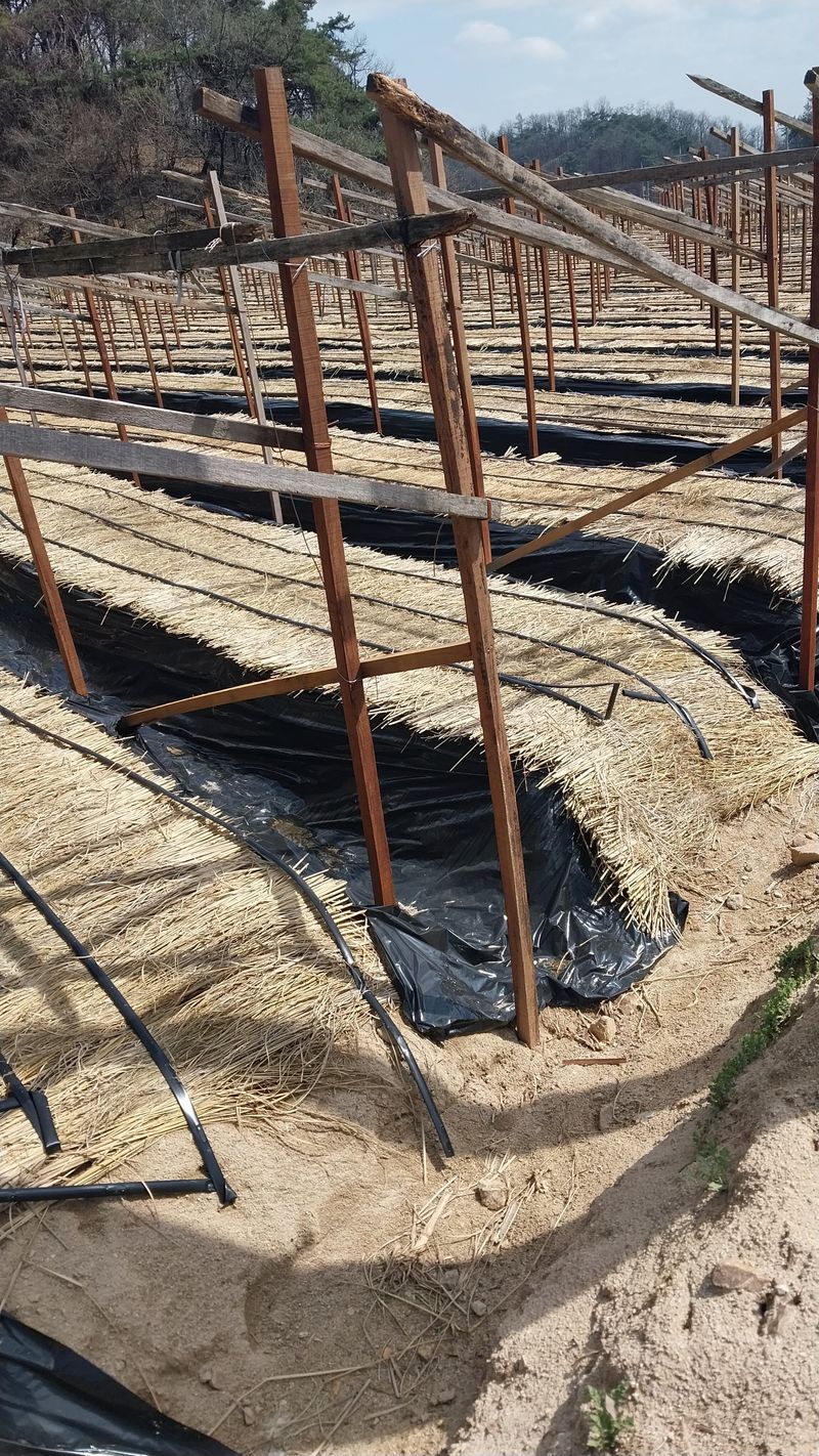 피롤땅지기님의 장터 판매 상품 [피롤땅지기] 첨부 사진