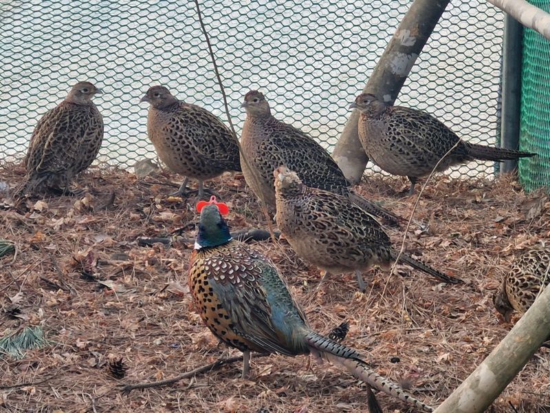자연 愛 대풍농장님의 장터 판매 상품 [꿩알 30란 ] 첨부 사진