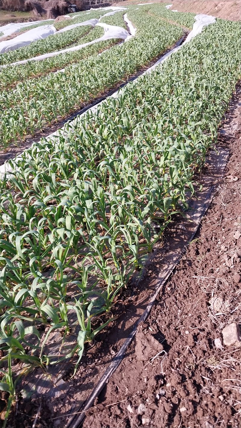 피롤땅지기님의 장터 판매 상품 [피롤땅지기] 첨부 사진