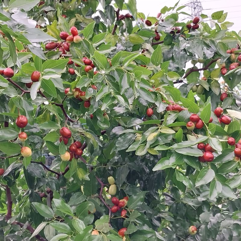 아로대추님의 장터 판매 상품 [판매완료 보은대추 묘목 2년생] 첨부 사진