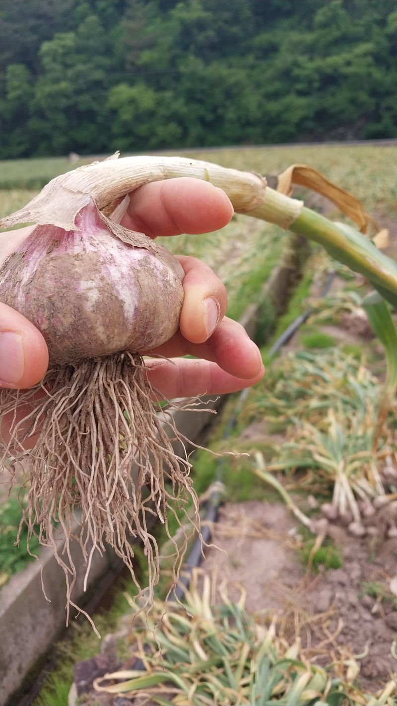 피롤땅지기님의 장터 판매 상품 [피롤땅지기] 첨부 사진