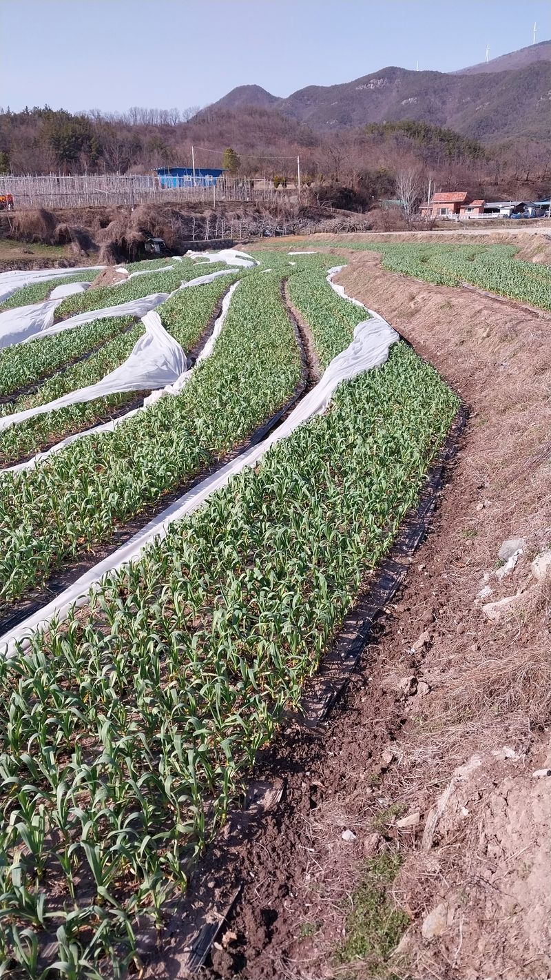 피롤땅지기님의 장터 판매 상품 [피롤땅지기] 첨부 사진