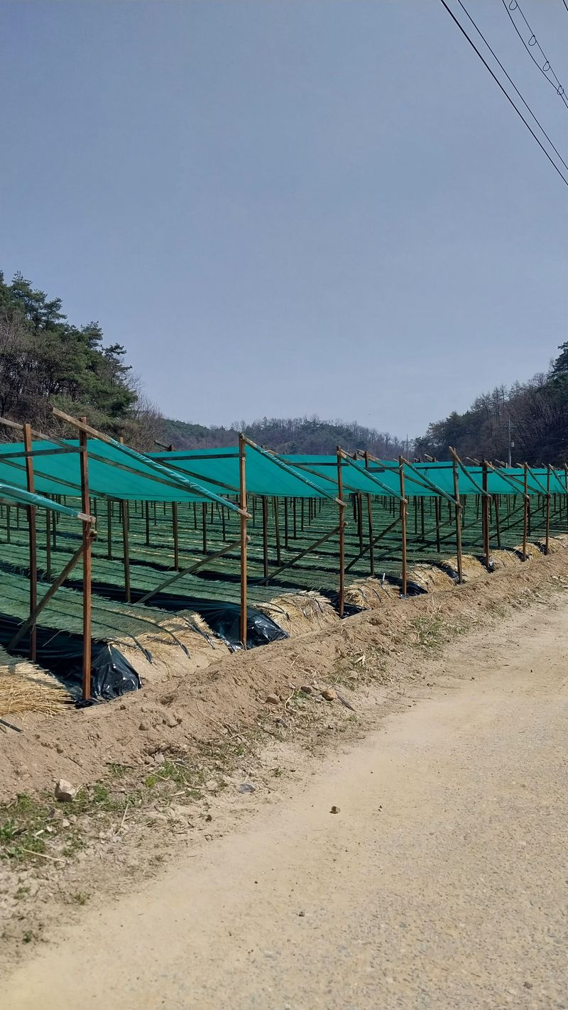 피롤땅지기님의 장터 판매 상품 [피롤땅지기] 첨부 사진