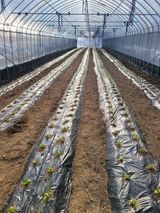 팜모닝 자유주제·자유게시판 게시글 이미지