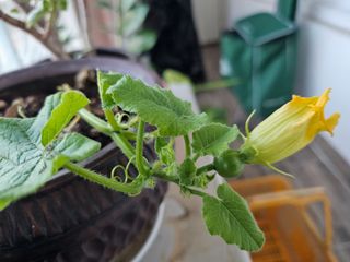 연모 자연의행복님의 자유주제 · 자유게시판 작성글 사진