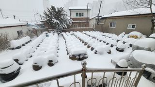 대두콩ㆍ고추 허진님의 자유주제 · 사진전 작성글 사진