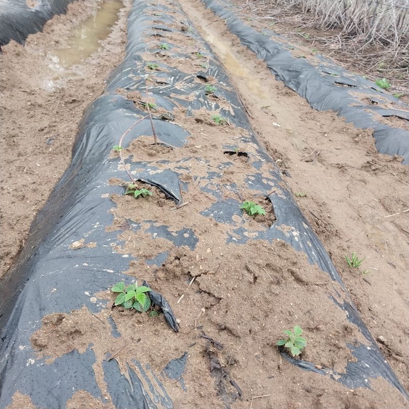 아로대추님의 장터 판매 상품 [가시복분자 2년생 묘목판매10주] 첨부 사진