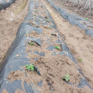 아로대추님의 작성글 사진