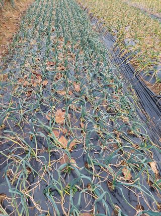 재연농장님의 자유주제 · 자유게시판 작성글 사진