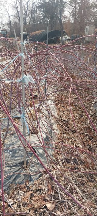 아로대추님의 작성글 사진