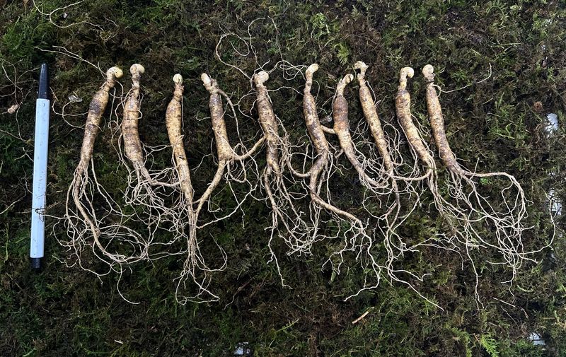 장터 상품 [7-8년근 중소사이즈 정삼 10뿌리] 썸네일