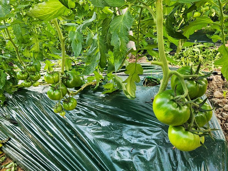 김지연님의 장터 판매 상품 [짭짤이토마토 홍과 2.5kg] 첨부 사진