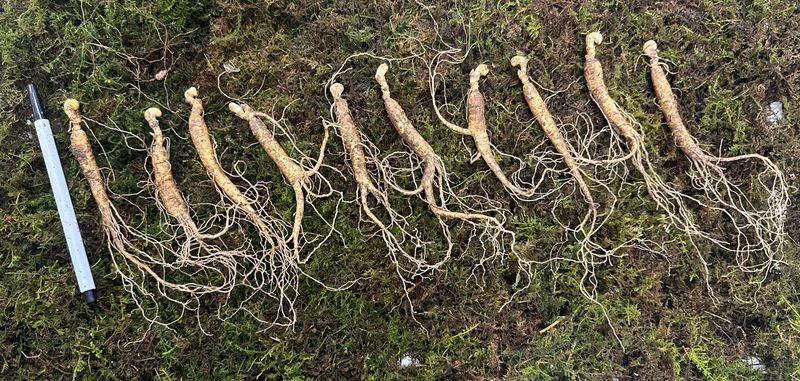 진상빈님의 장터 판매 상품 [7-8년근 중소사이즈 정삼 10뿌리] 첨부 사진