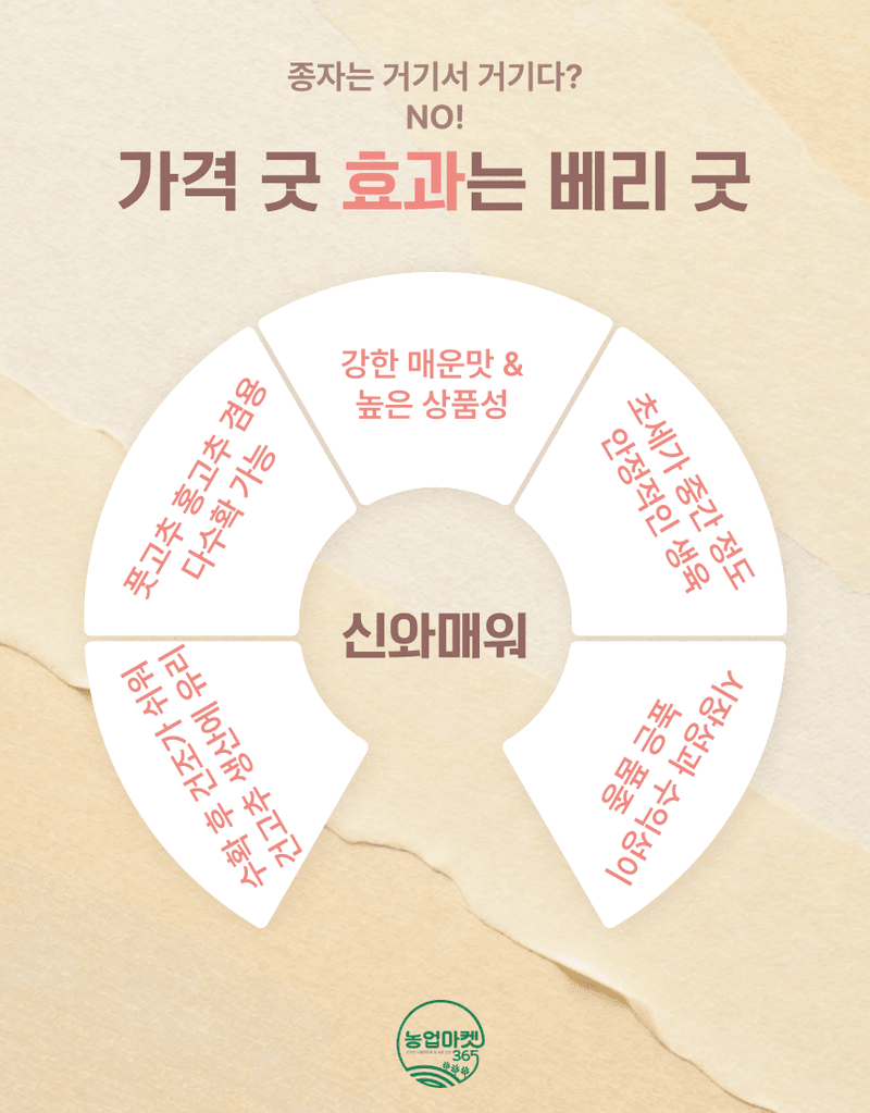 농업마켓365님의 장터 판매 상품 [농업마켓365 아시아종묘 고추 신와매워 30립 풋고추 홍고추] 첨부 사진