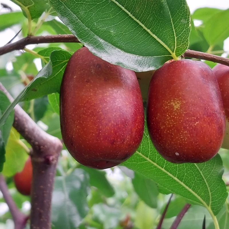 아로대추님의 장터 판매 상품 [판매완료 보은대추 묘목 2년생] 첨부 사진