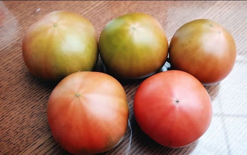 김지연님의 장터 판매 상품 [짭짤이토마토 홍과 2.5kg] 첨부 사진