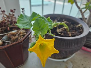 연모 자연의행복님의 자유주제 · 자유게시판 작성글 사진