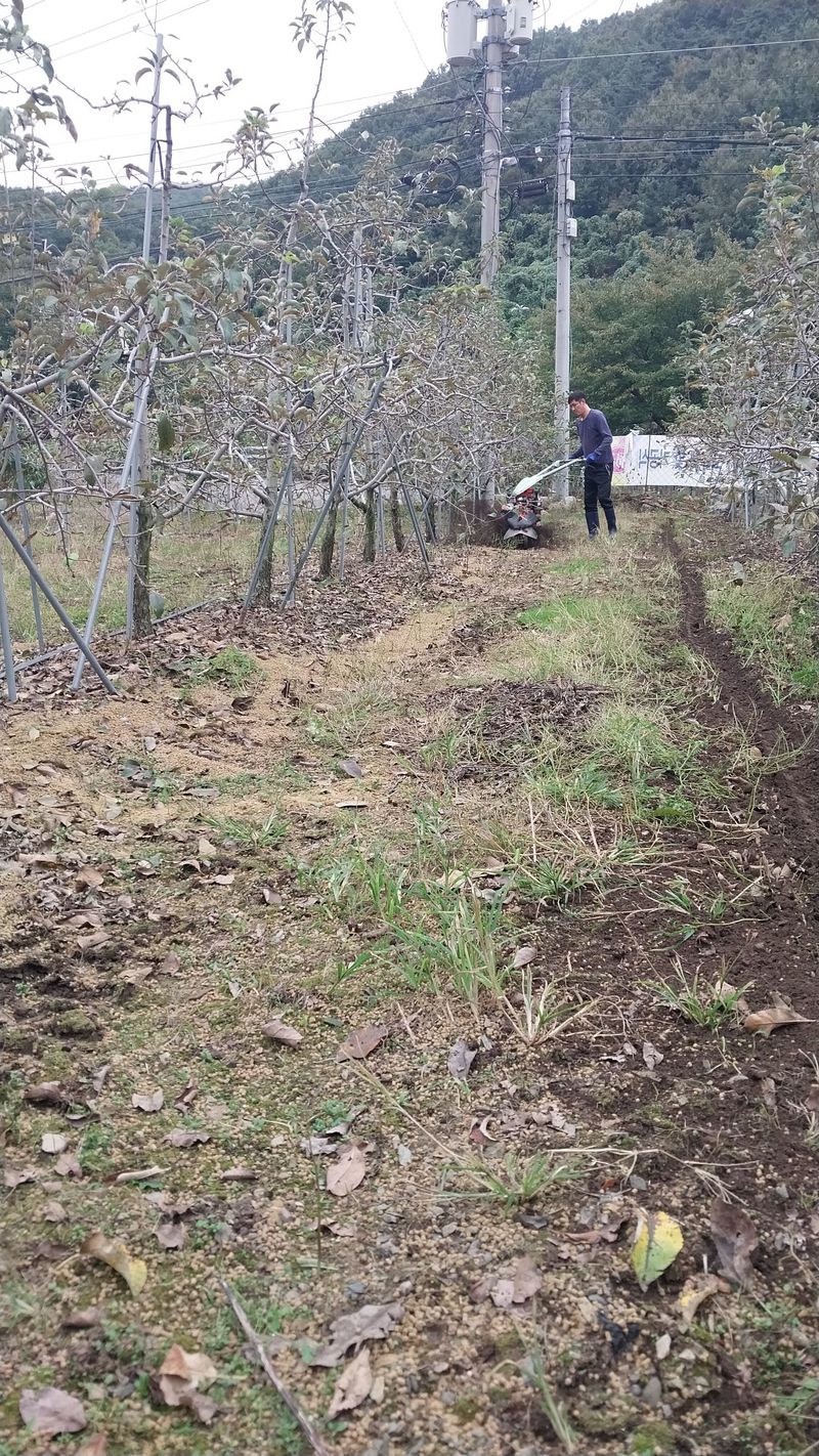 피롤땅지기님의 장터 판매 상품 [피롤땅지기] 첨부 사진