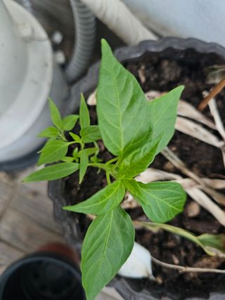 연모 자연의행복님의 자유주제 · 자유게시판 작성글 사진