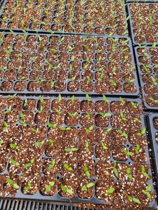 호랑이와인성이님의 3월 농사 계획 공유해요 · 참여글 작성글 사진