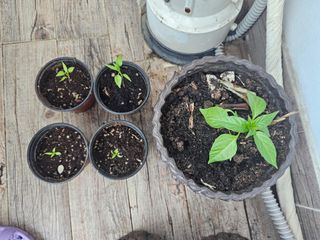 연모 자연의행복님의 자유주제 · 자유게시판 작성글 사진