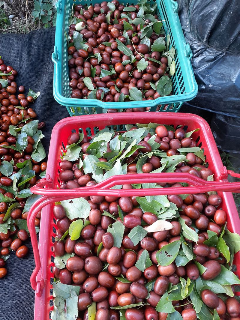 아로대추님의 장터 판매 상품 [판매완료 보은대추 묘목 2년생] 첨부 사진