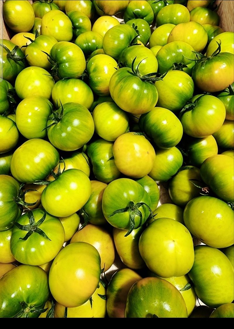 김지연님의 장터 판매 상품 [짭짤이토마토 홍과 2.5kg] 첨부 사진