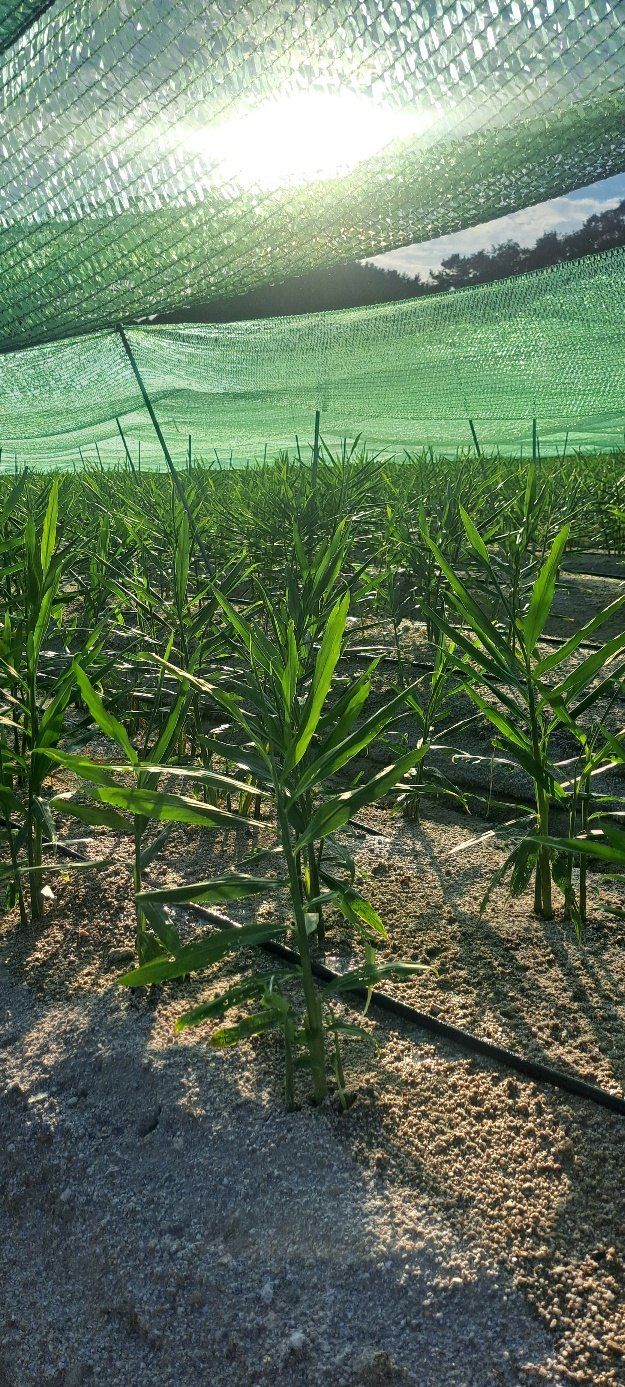 피롤땅지기님의 장터 판매 상품 [피롤땅지기] 첨부 사진