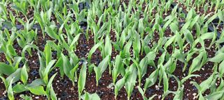 정선문님의 3월 농사 계획 공유해요 · 참여글 작성글 사진