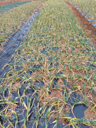 재연농장님의 자유주제 · 자유게시판 작성글 사진