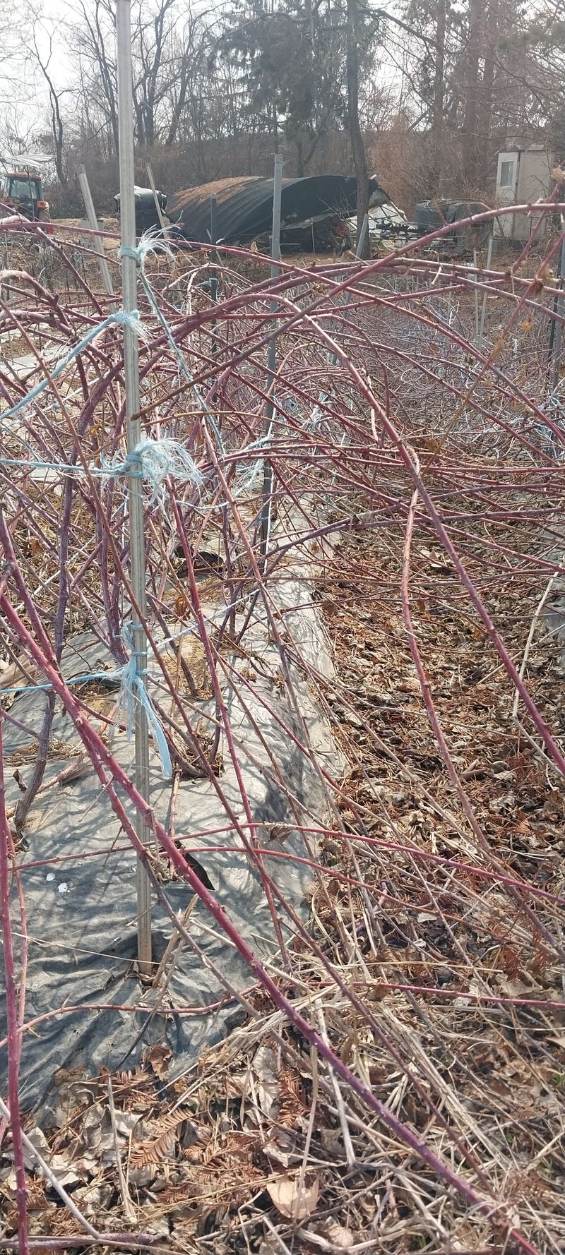 아로대추님의 장터 판매 상품 [가시복분자 2년생 묘목판매10주] 첨부 사진