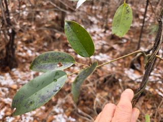 산양삼님의 자유주제 · 자유게시판 작성글 사진