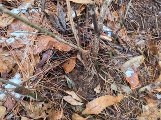 산양삼님의 자유주제 · 자유게시판 작성글 사진