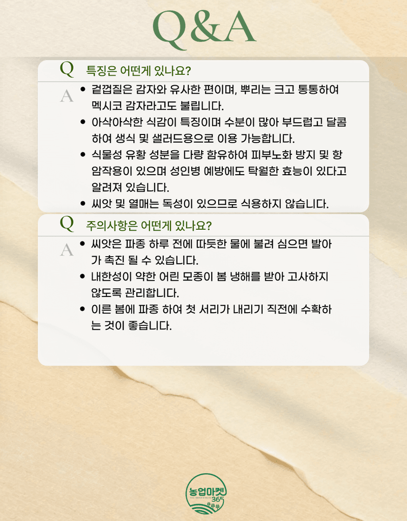 농업마켓365님의 장터 판매 상품 [농업마켓365 아시아종묘 멕시코감자 히카마 30립 종자 씨앗 감자 히카마얌빈] 첨부 사진